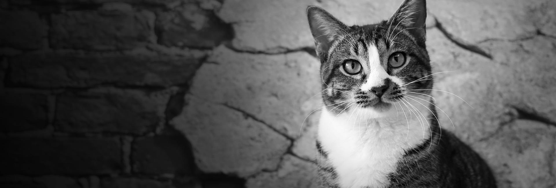 Cat sitting by brick wall