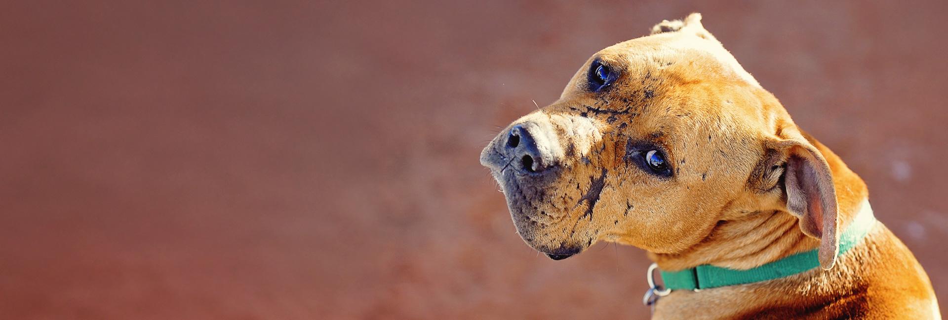 Close up of a brown Vicktory dog named Lucas
