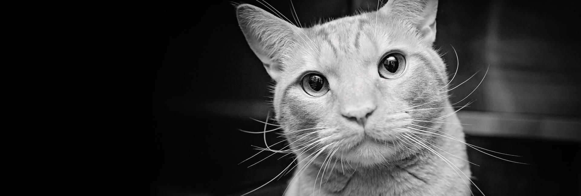 black and white photo of cat