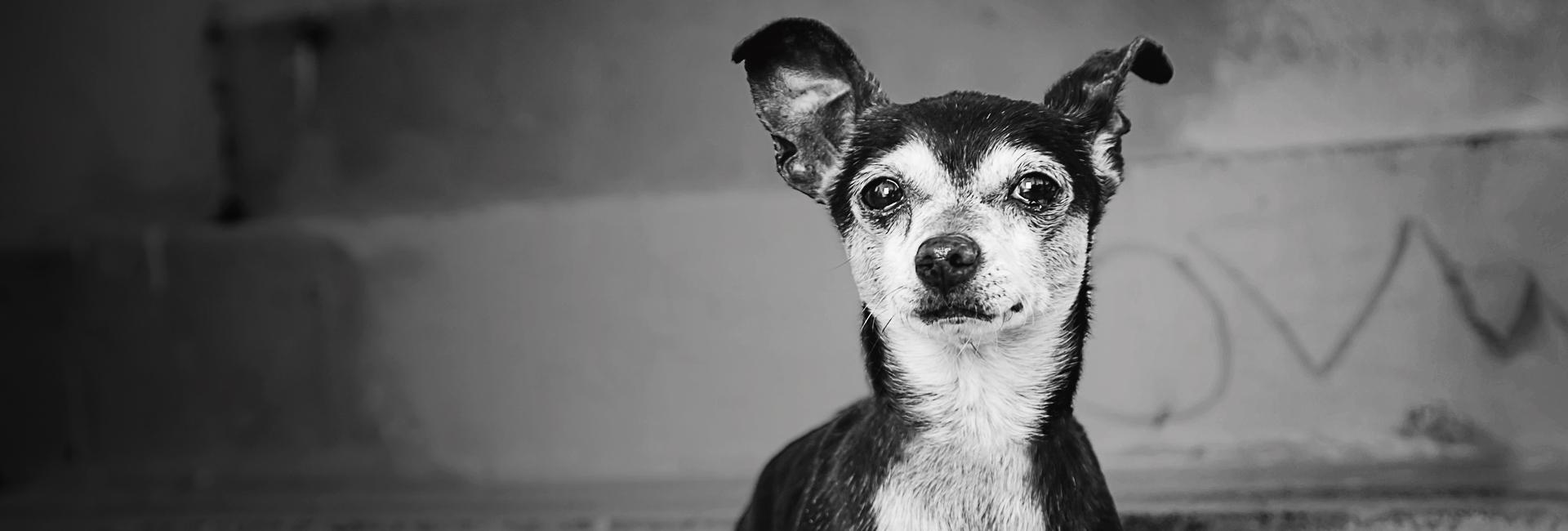 black and white photo of dog