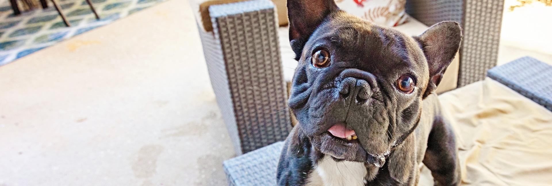 Black pug dog standing on ottoman