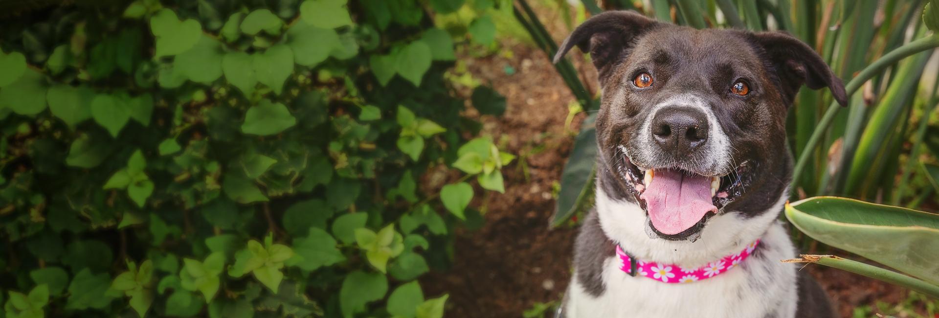 Dog sitting among plants smiling