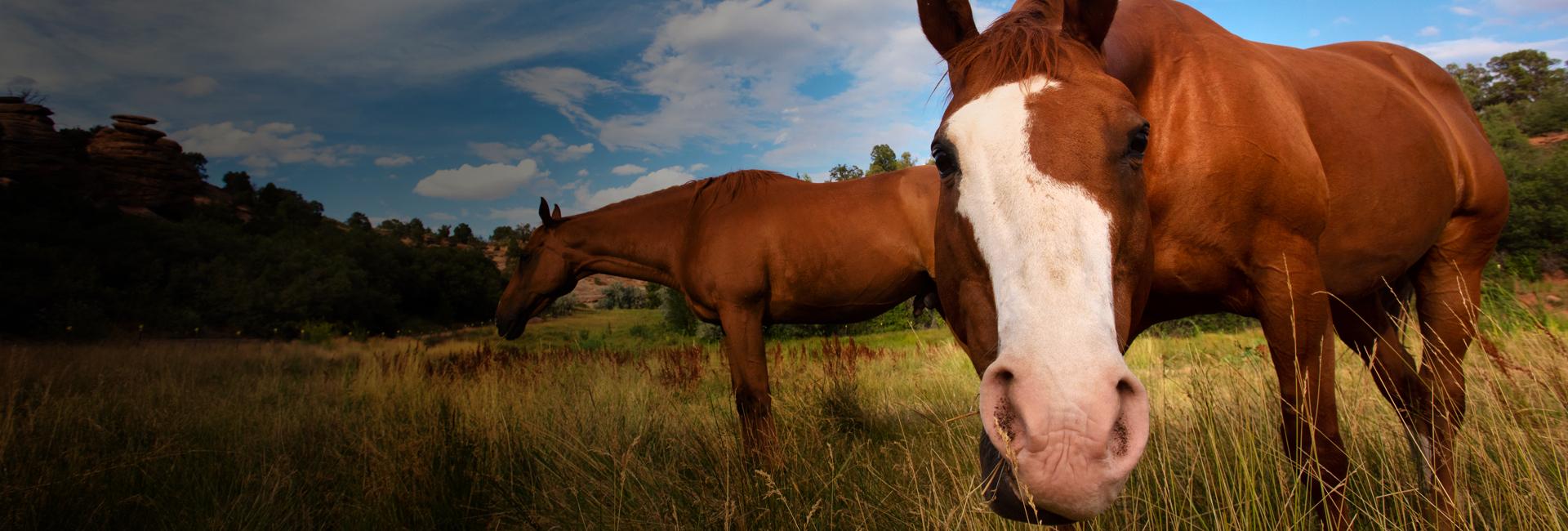 horse leaning into camera