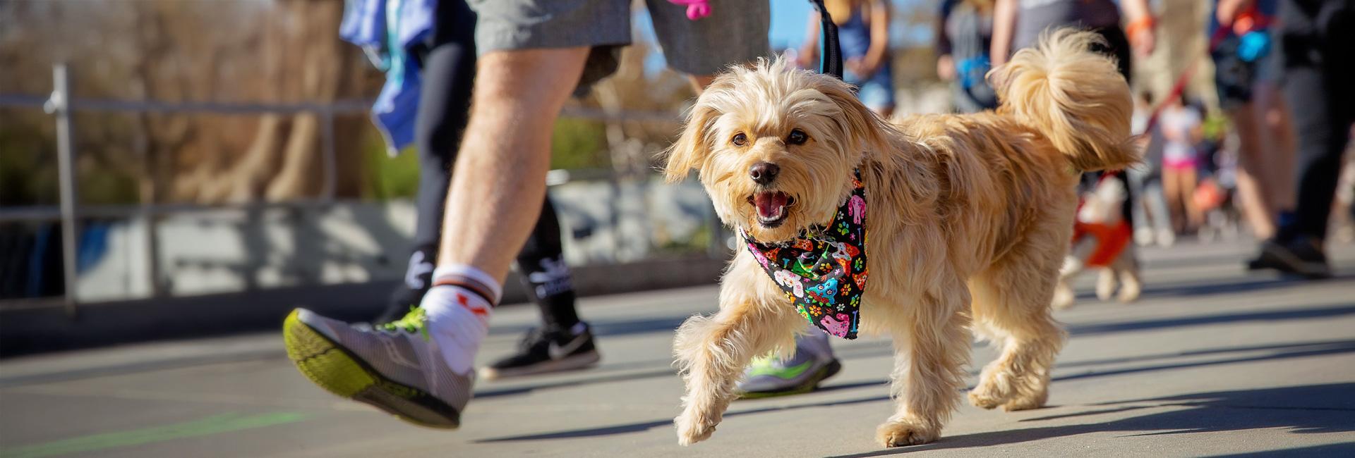 Small brown fluffy dog walking in Strut Your Mutt