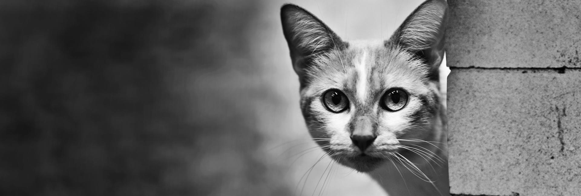 Young cat looking around the corner of a building