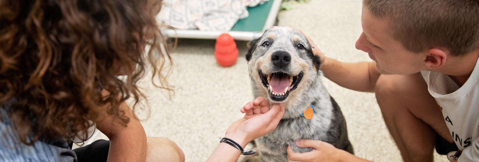 Happy heeler puppy being held by two people