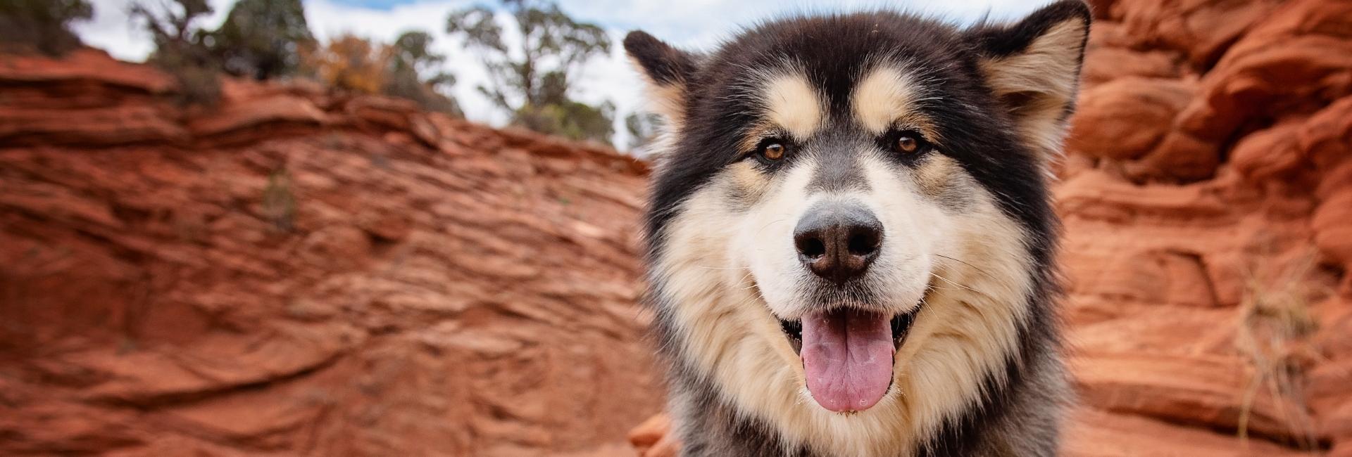 black and white husky in canyon
