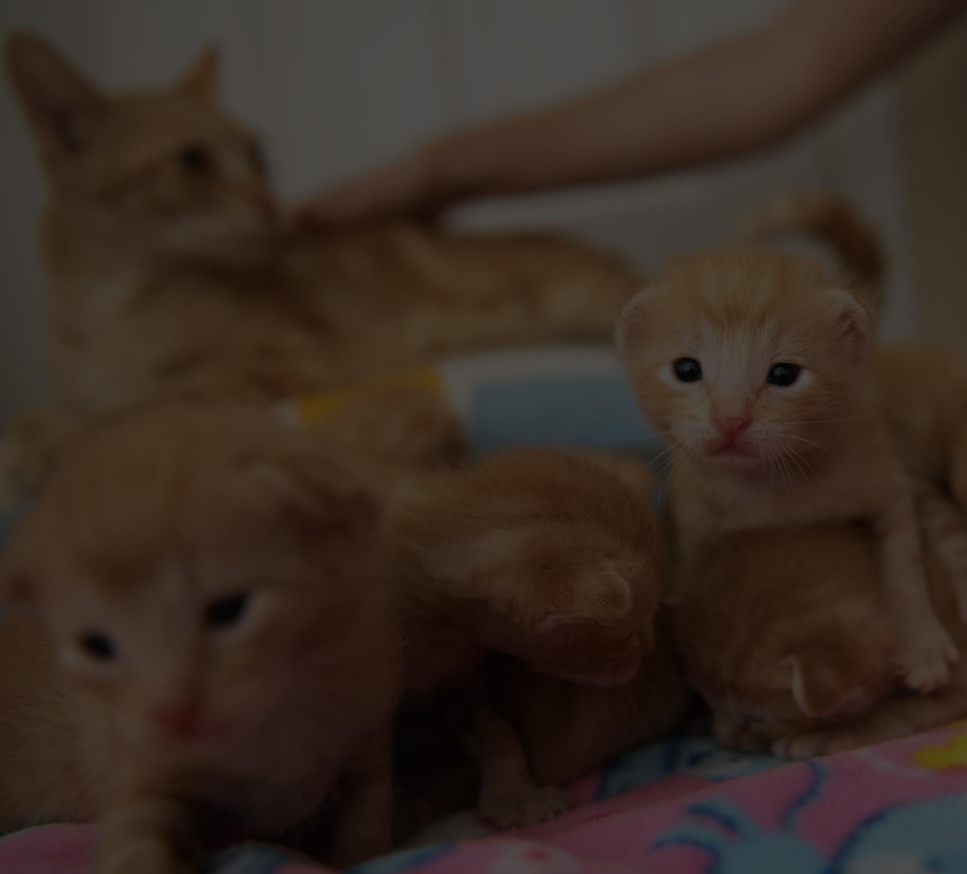 Tiny orange kittens on a fuzzy blanket in a home