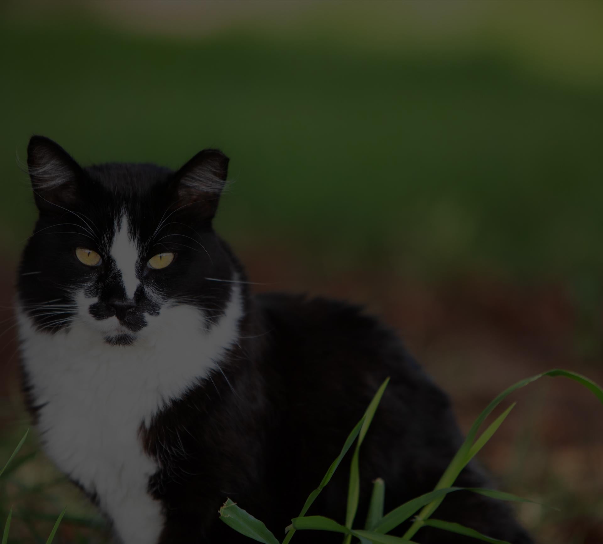 Ear tipped cat in a field in Utah