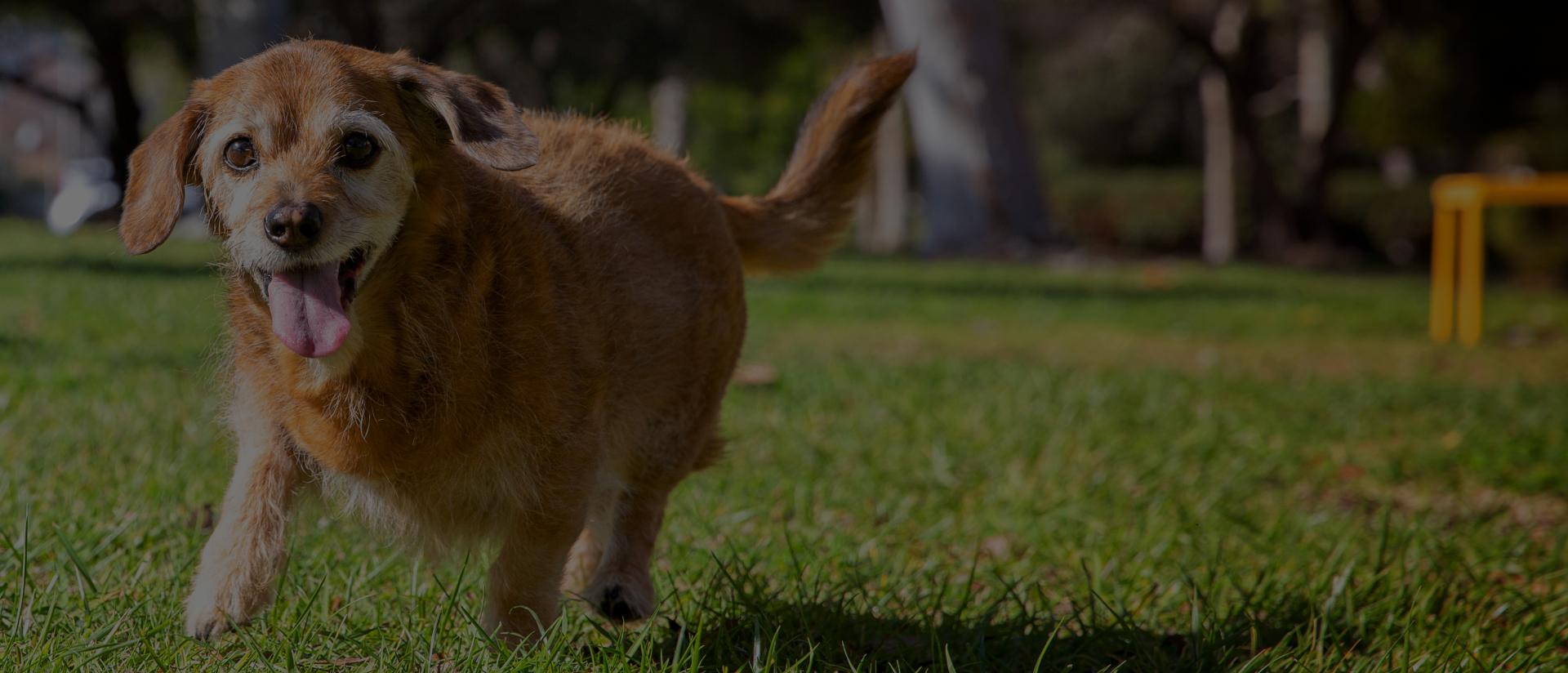 Small dog running on grass