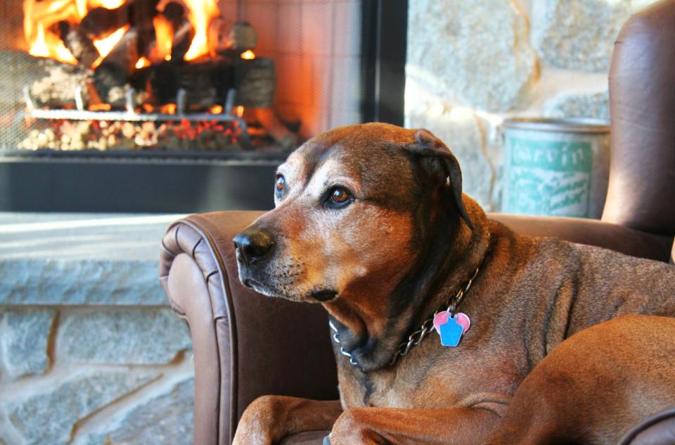 Rogue the dog relaxing in a chair in front of a warm fireplace