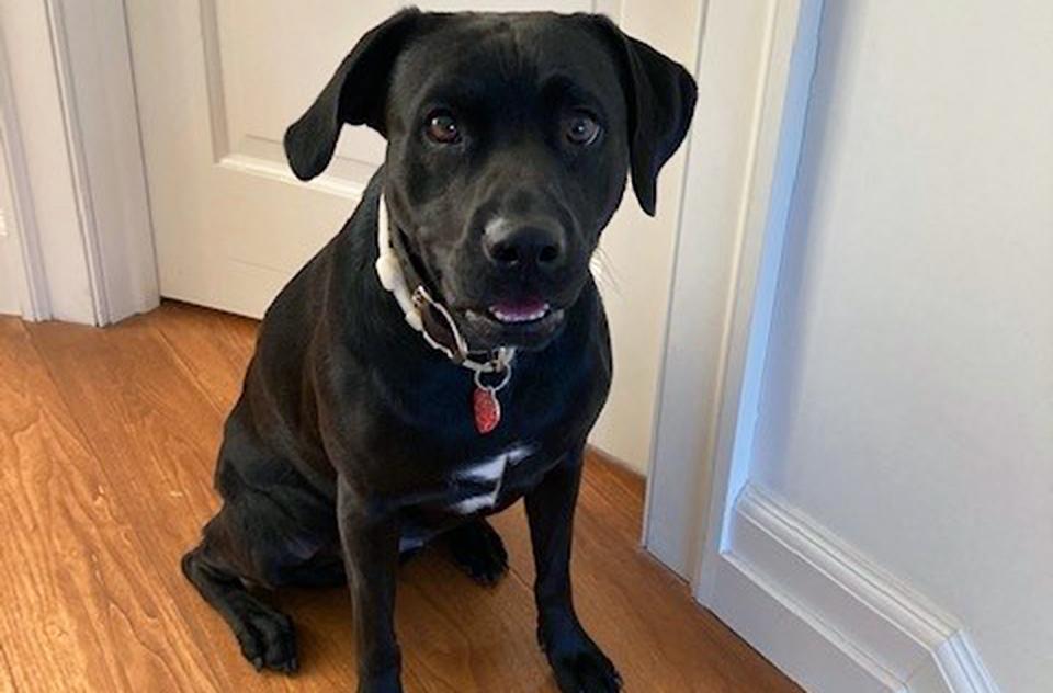 Abba the dog sitting on a wooden floor