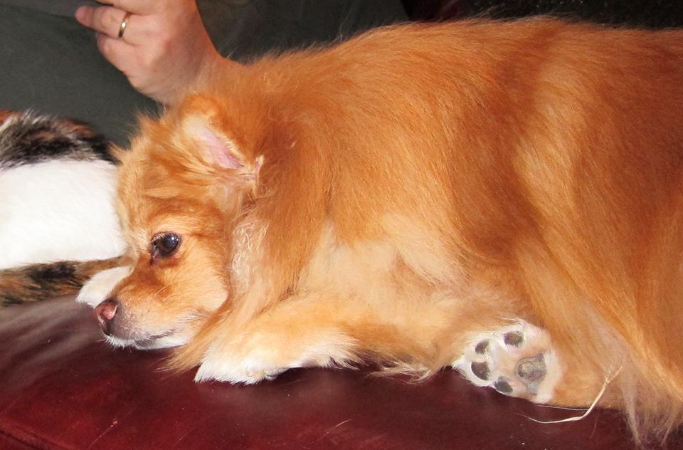 Prissy the dog lying on a couch