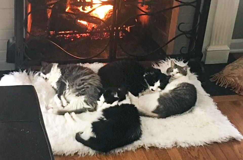 Dash, Dot, Cubie and Marlie from The Pine Ave Kitty Crew