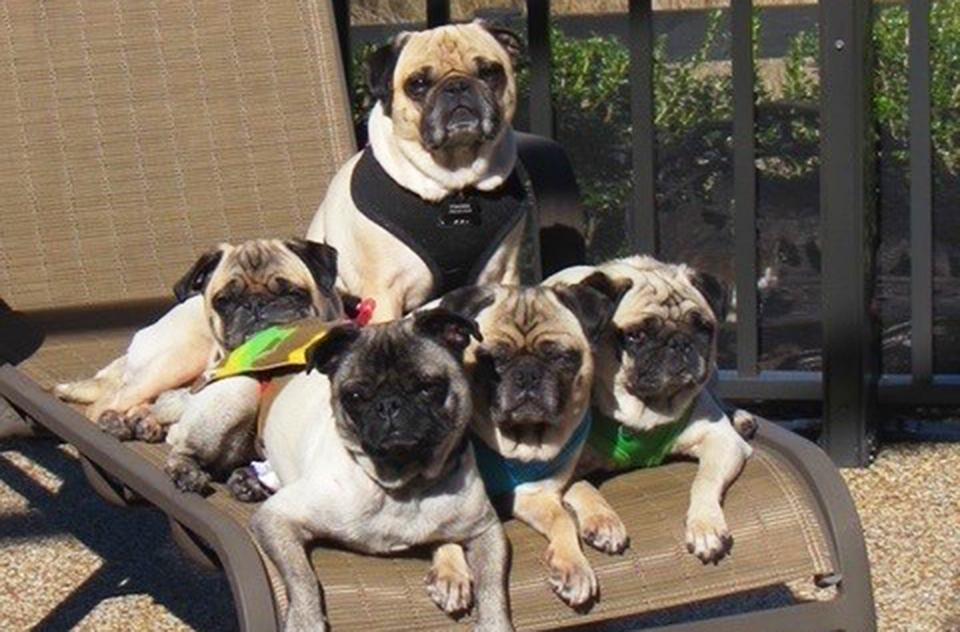 Group of five pugs lying or sitting on an outside lounge chair