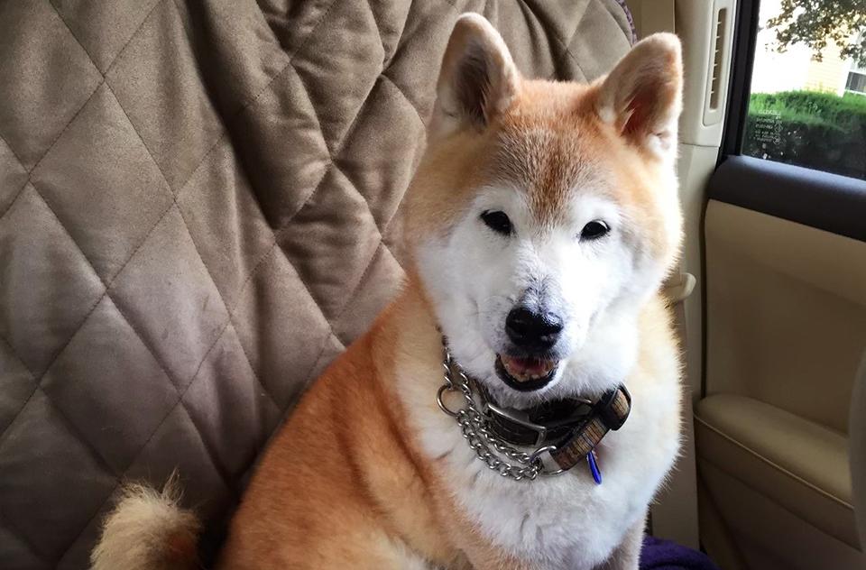 Harley Quinn Davidson the dog