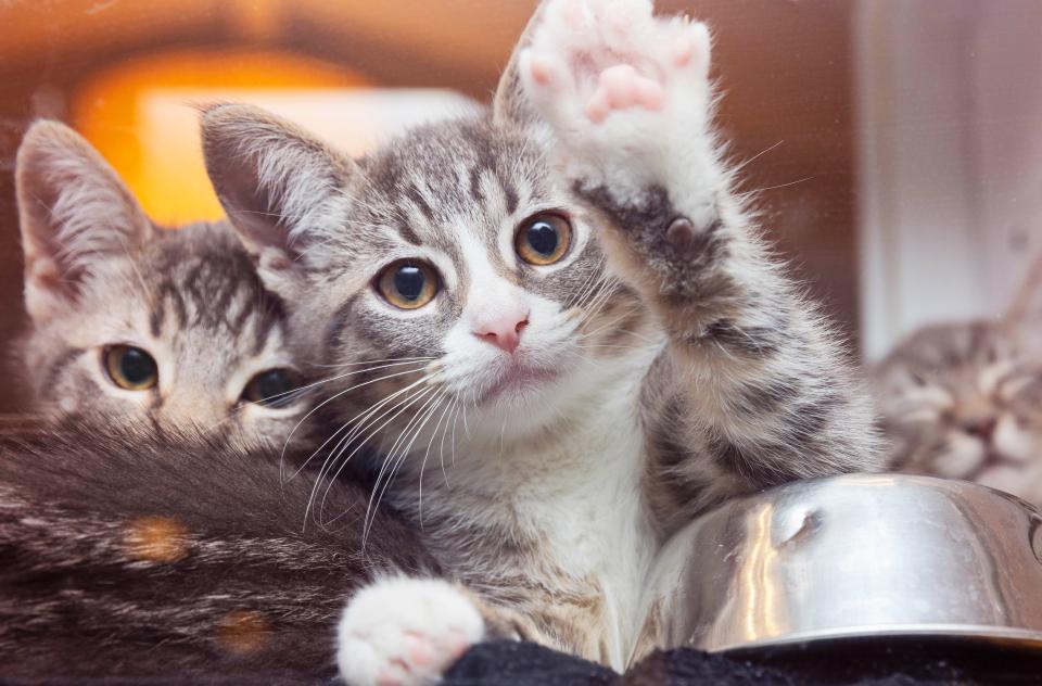 Tabby and white kitten with paw up with two other kittens behind her