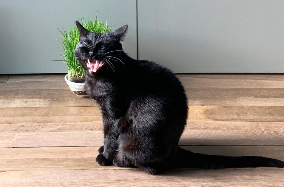Musette the black cat yawning and sitting on a wooden floor in front on a cat grass plant
