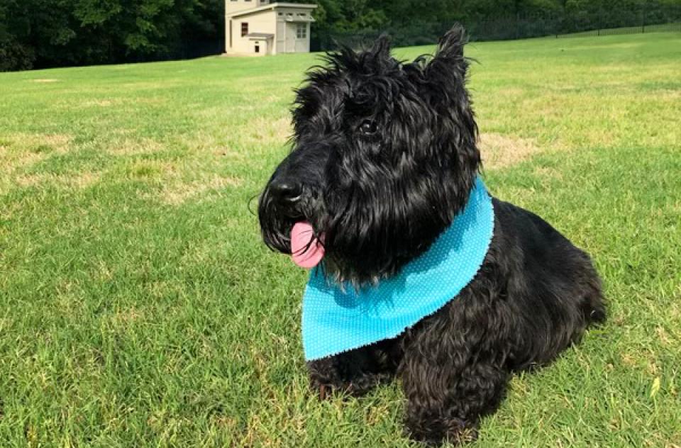 Sullivan “Sully” Batman Roberts the dog sitting on green grass wearing a blue bandanna