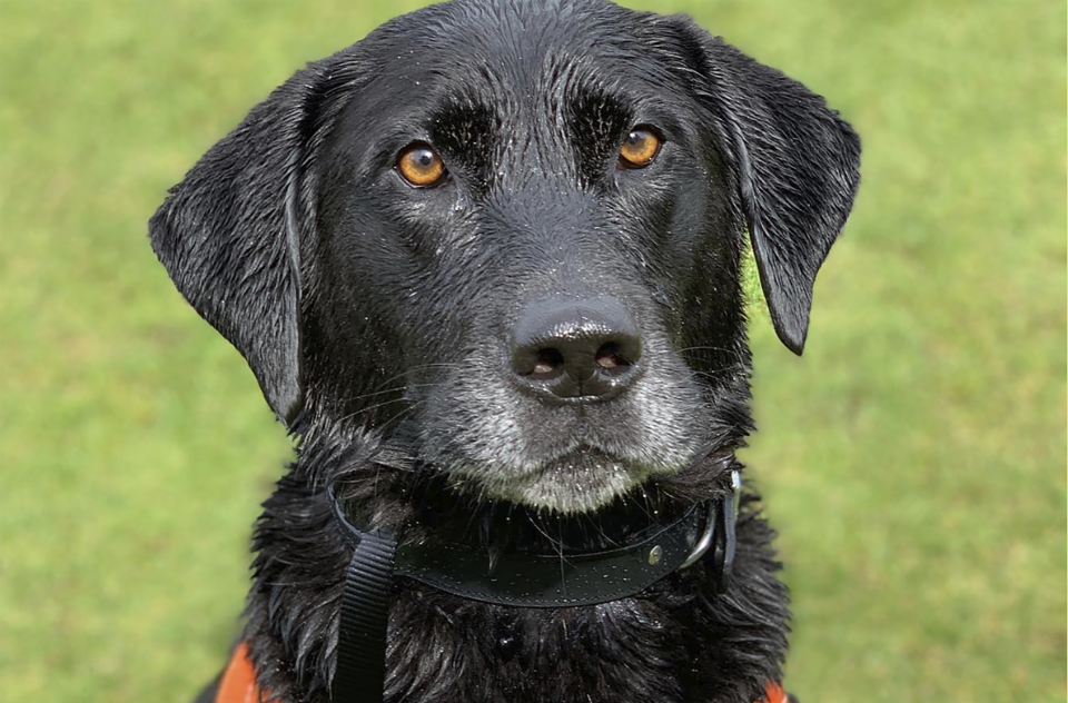 Taz the dog wearing an orange harness