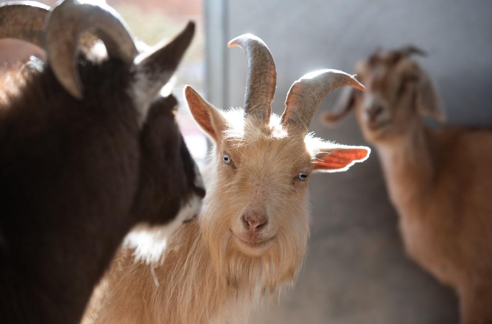 Goats at Best Friends Animal Sanctuary