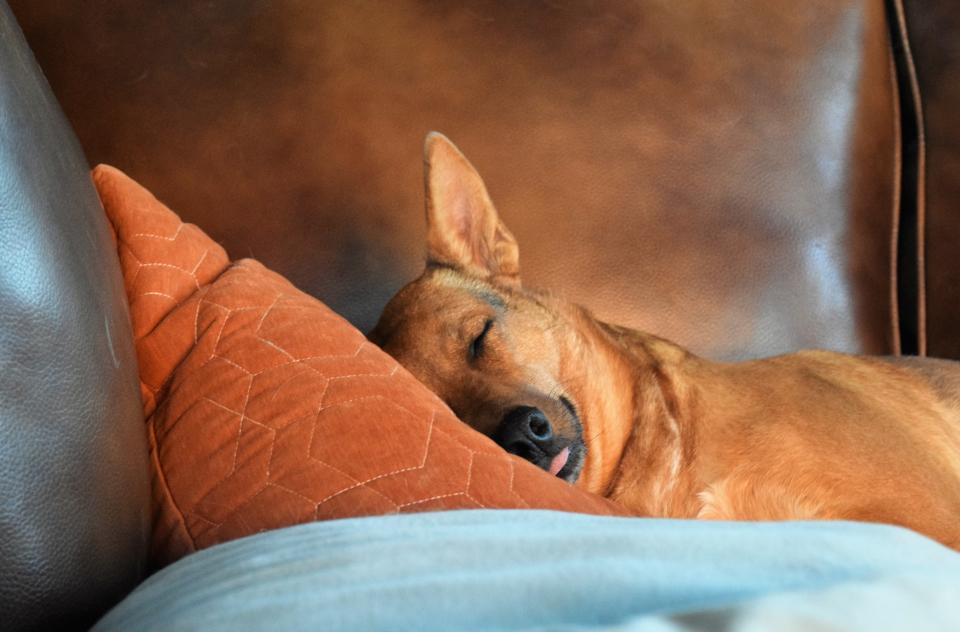 Dog taking a nap on a couch with its head resting on an orange pillow