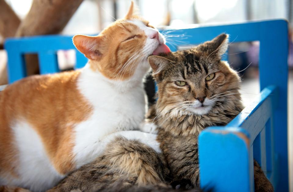 A cat licking another cat on a bench