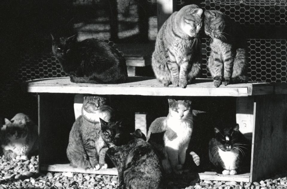 Vintage photo of group of cats at Cat World