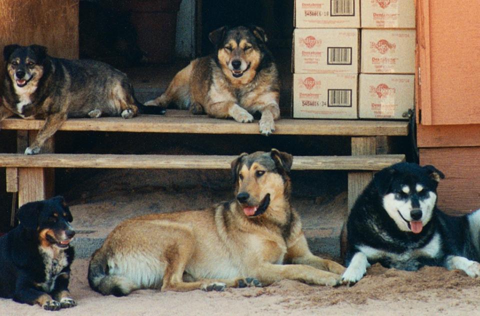 Group of dogs lying together