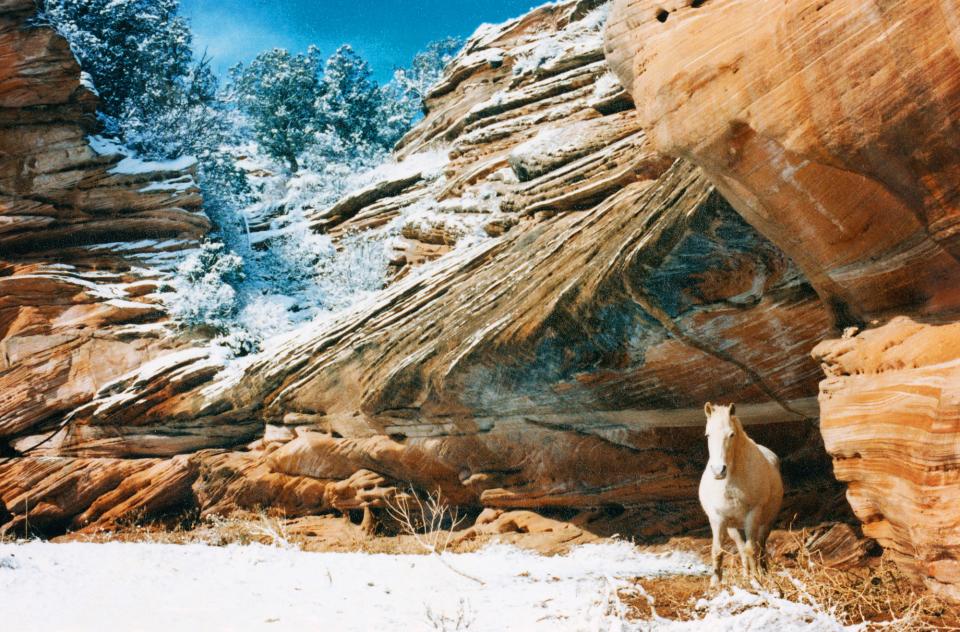 White horse in canyon with snow