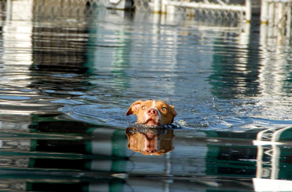 Dog swimming in water to get to boat