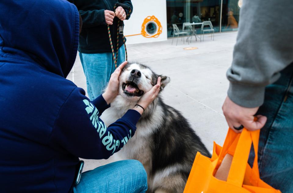 Person affectionately petting the sides of the face of a happy husky-type dog