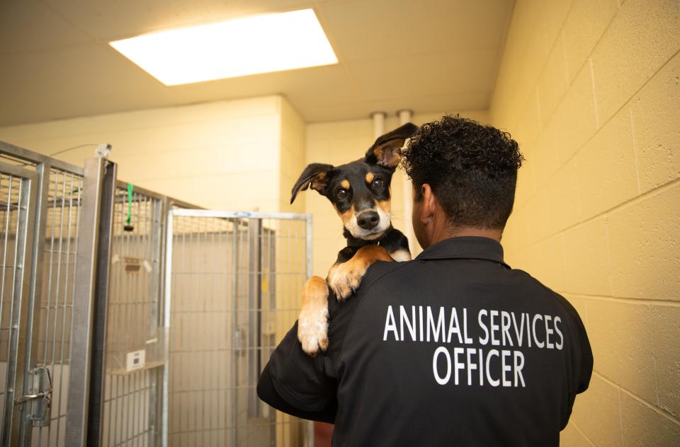 Animal control officer holding a puppy over his shoulder outside some dog kennels