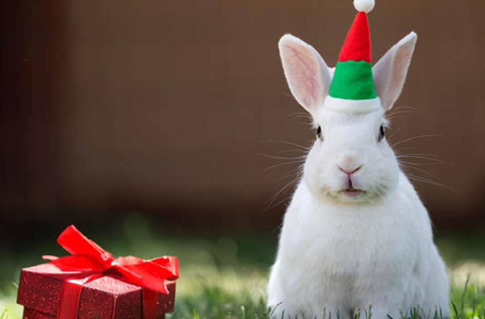 Bunny wearing a holiday hat while sitting next a red gift box