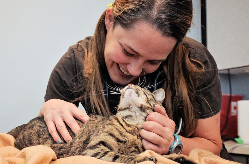 Woman helping with a cat dental procedure at the Best Friends Clinic