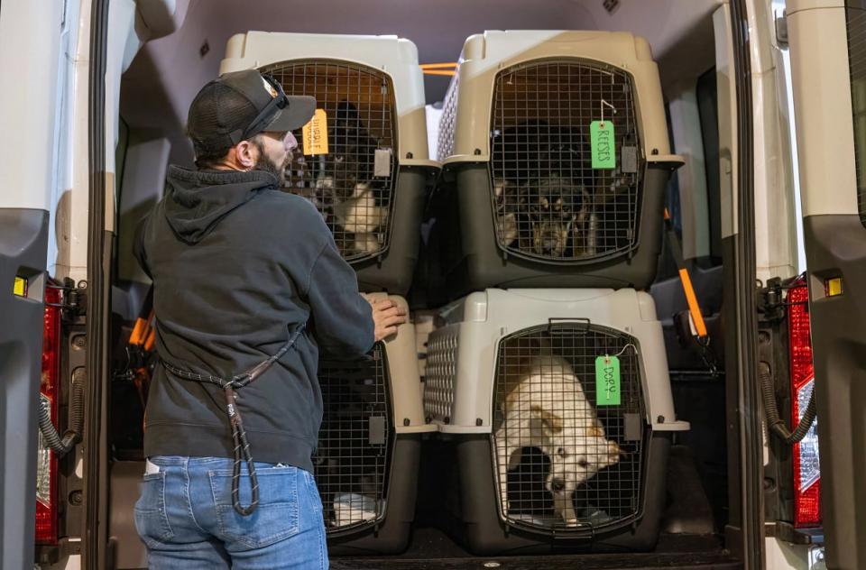 Man transporting dogs in a van