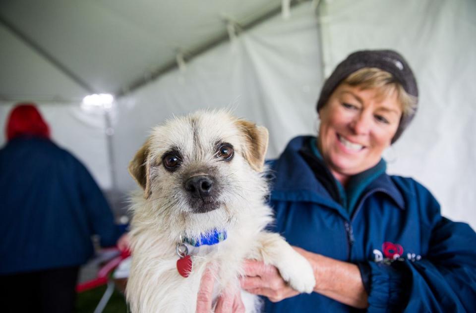 A woman smiles while holding a small dog inside a tent.