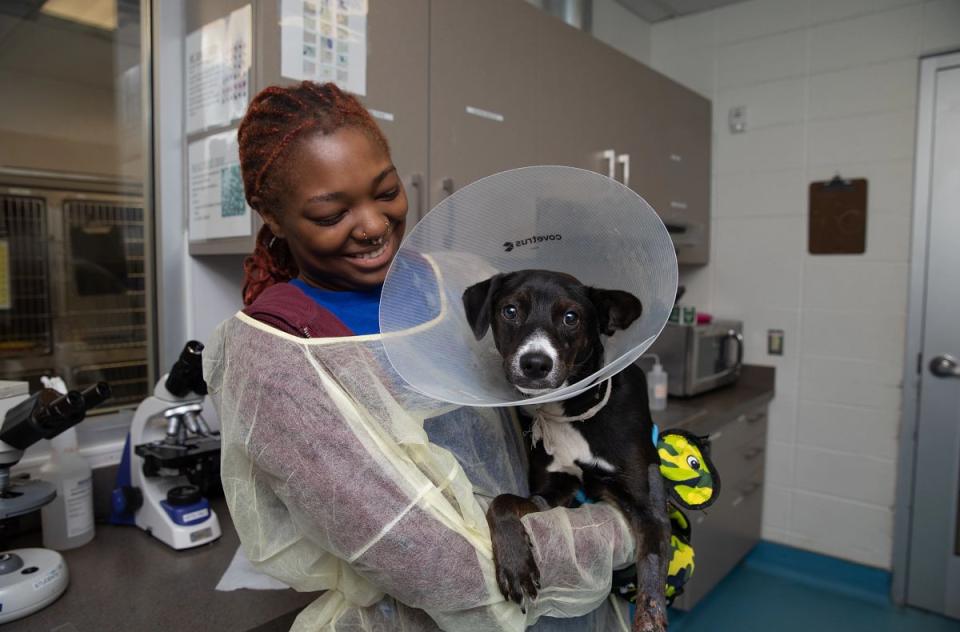 Woman in scrubs holding dog after surgery