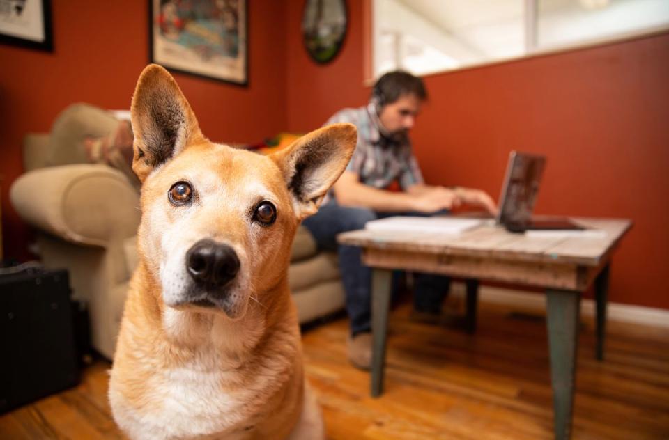 A dog sits attentively in front of a man working on a laptop.