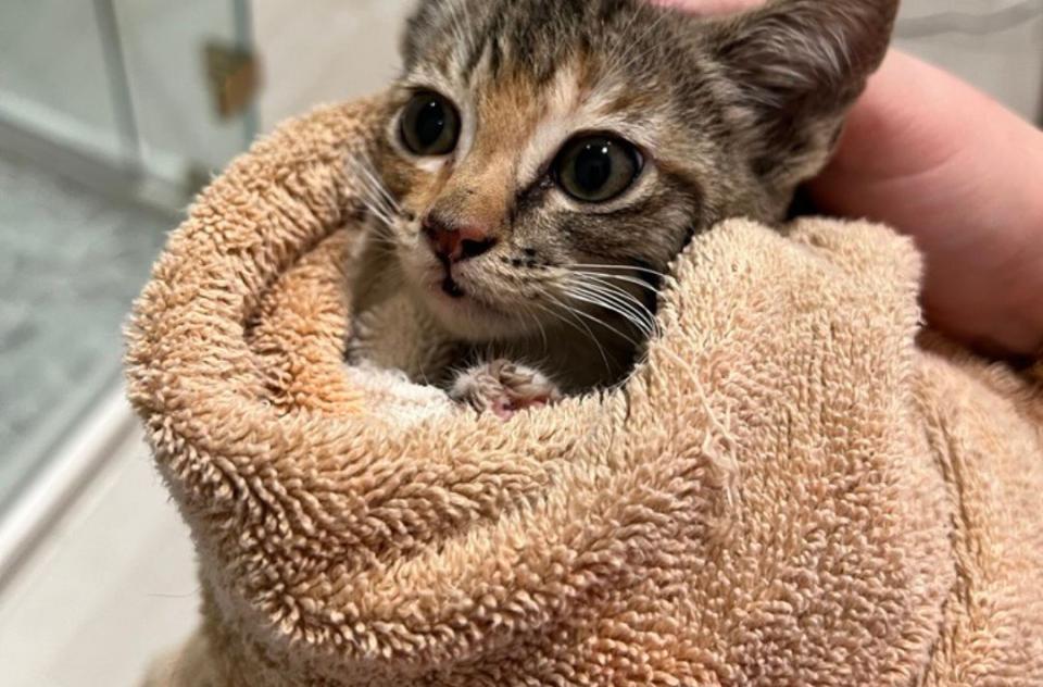 Foster kitten wrapped in a towel.