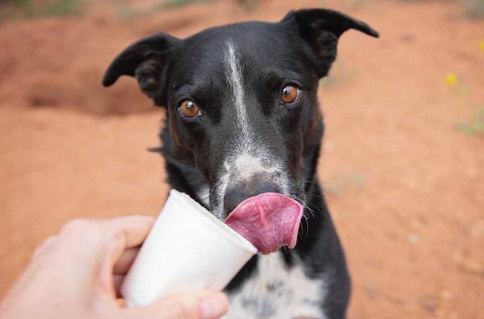 Black dog outside licking nose and cup of frosty paws