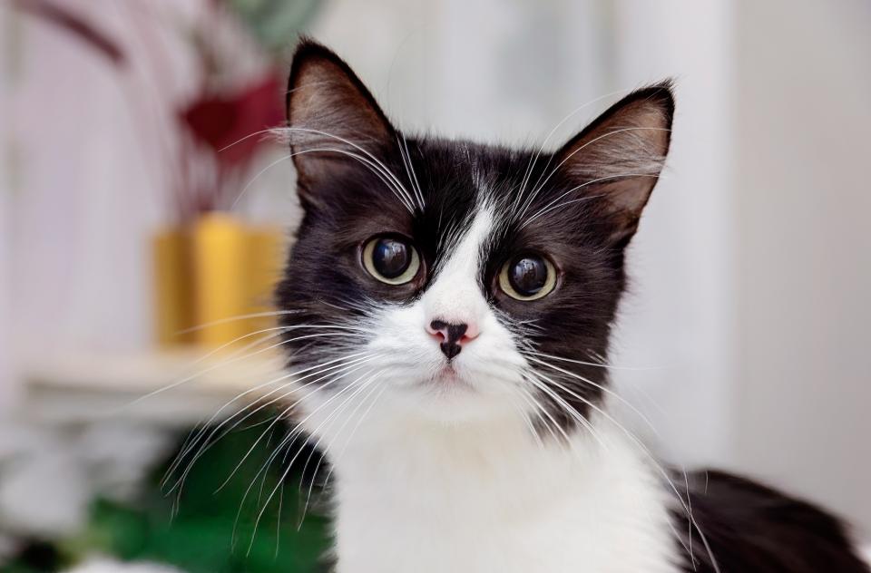 Black and white cat on fluffy white cat bed in home environment
