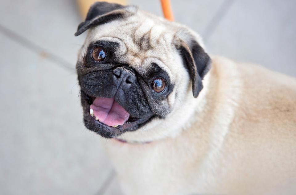small pug-like dog being walked on sidewalk