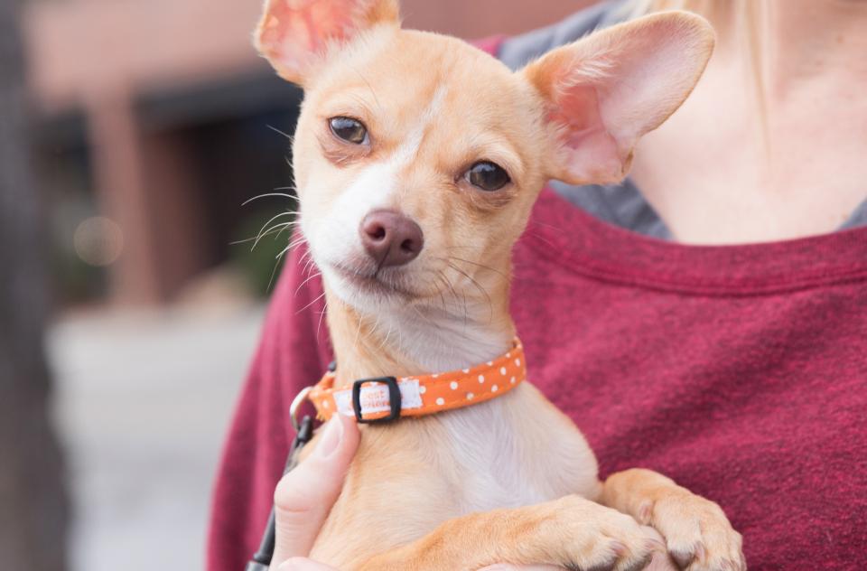 woman holding small brown dog