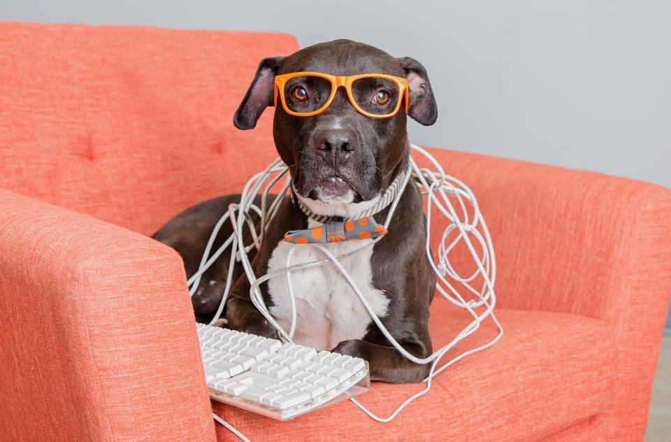 Black and white dog wearing orange glasses and a polka-dot bow tie, tangled in computer cables, sitting on an pink chair with a keyboard.