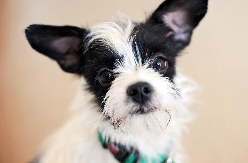small black and white fluffy dog