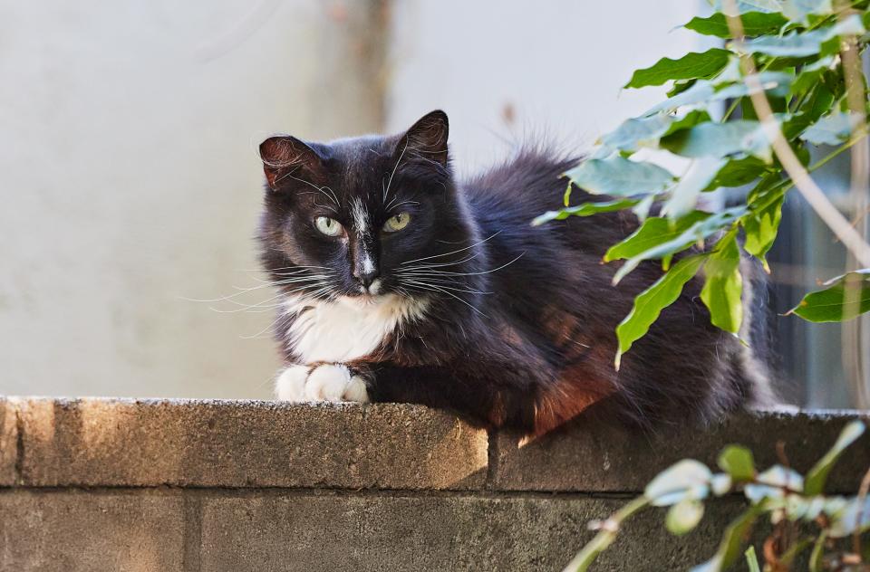 black and white community cat sitting on outdoor wall
