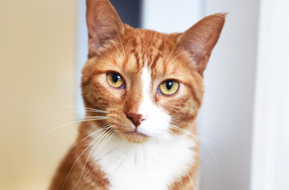 close up of orange and white tabby cat