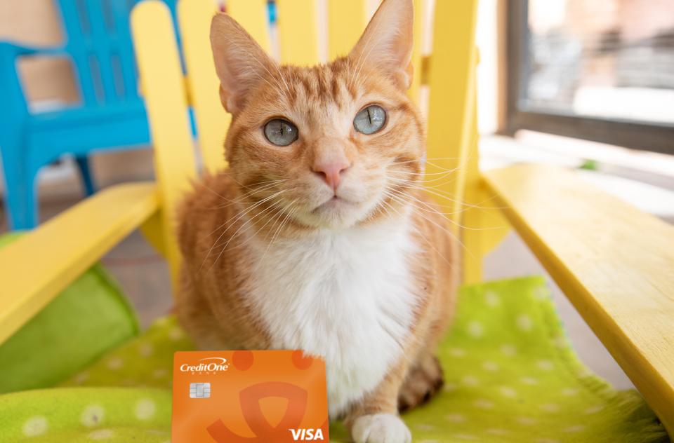 orange tabby cat sitting on chair with green blanket and credit card