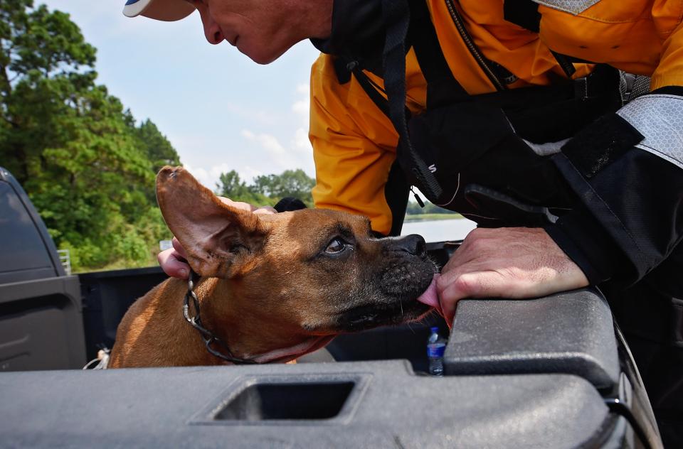 dog kissing hand of person as it is rescued
